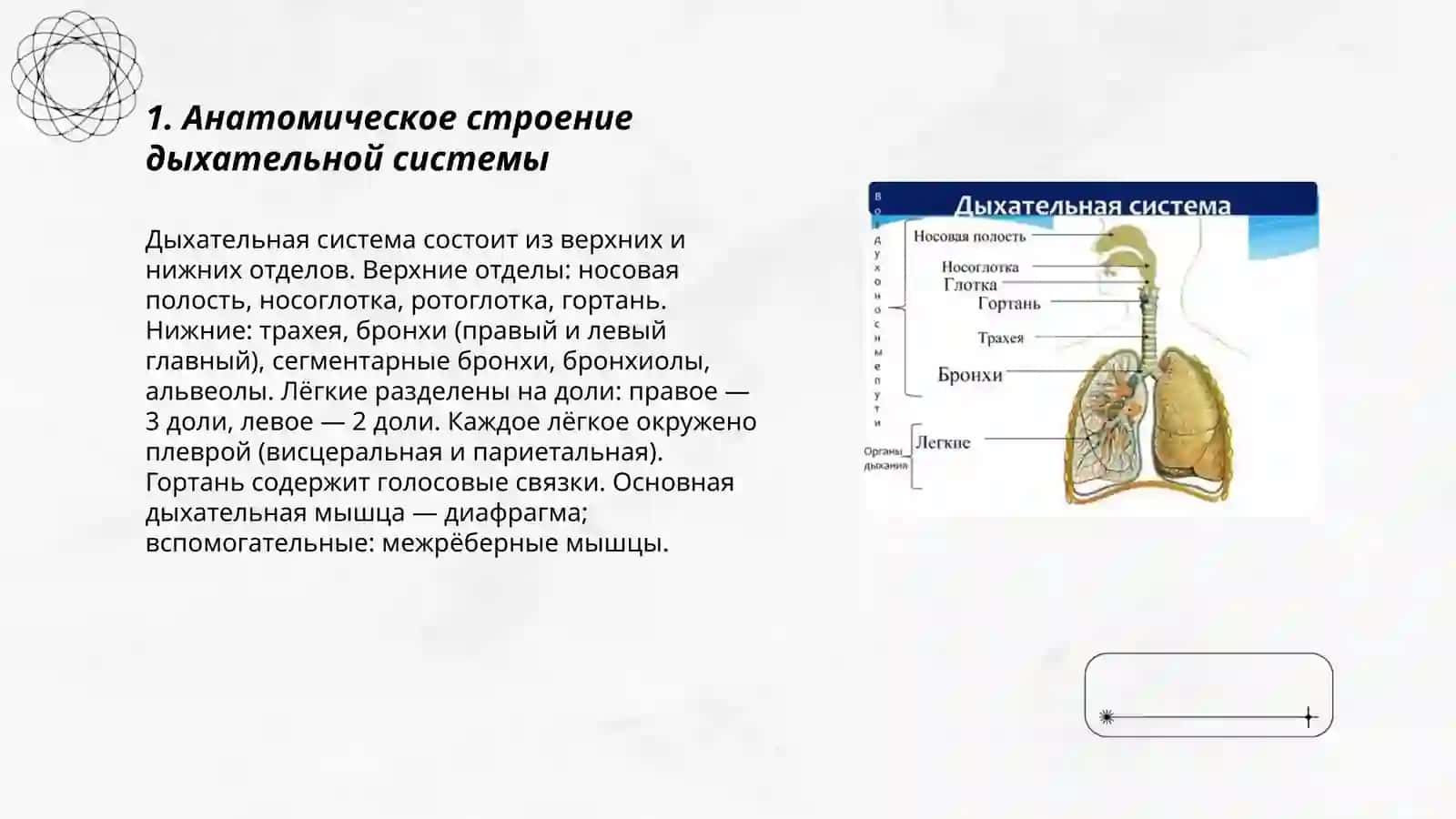 Дыхательная система 3