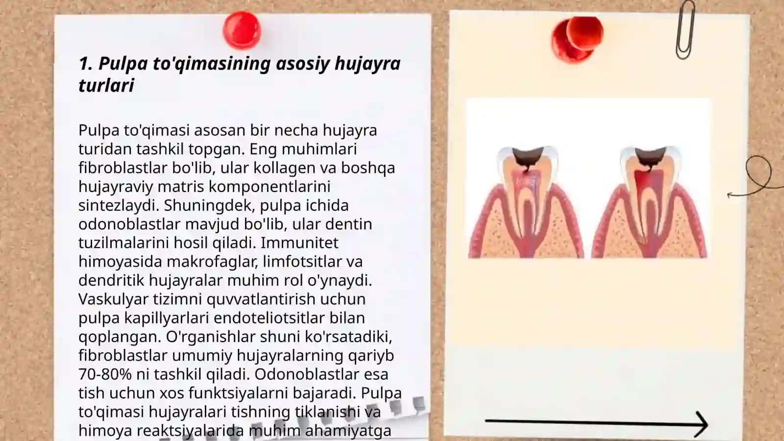 Pulpa to'qimasining hujayraviy tuzilishi 3