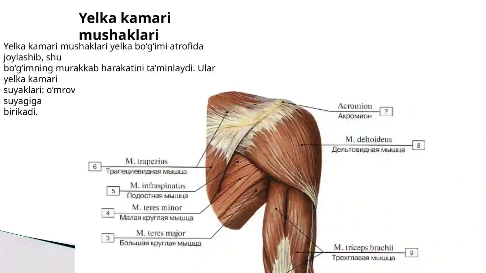 Yelkakamari va yelka mushaklari 3