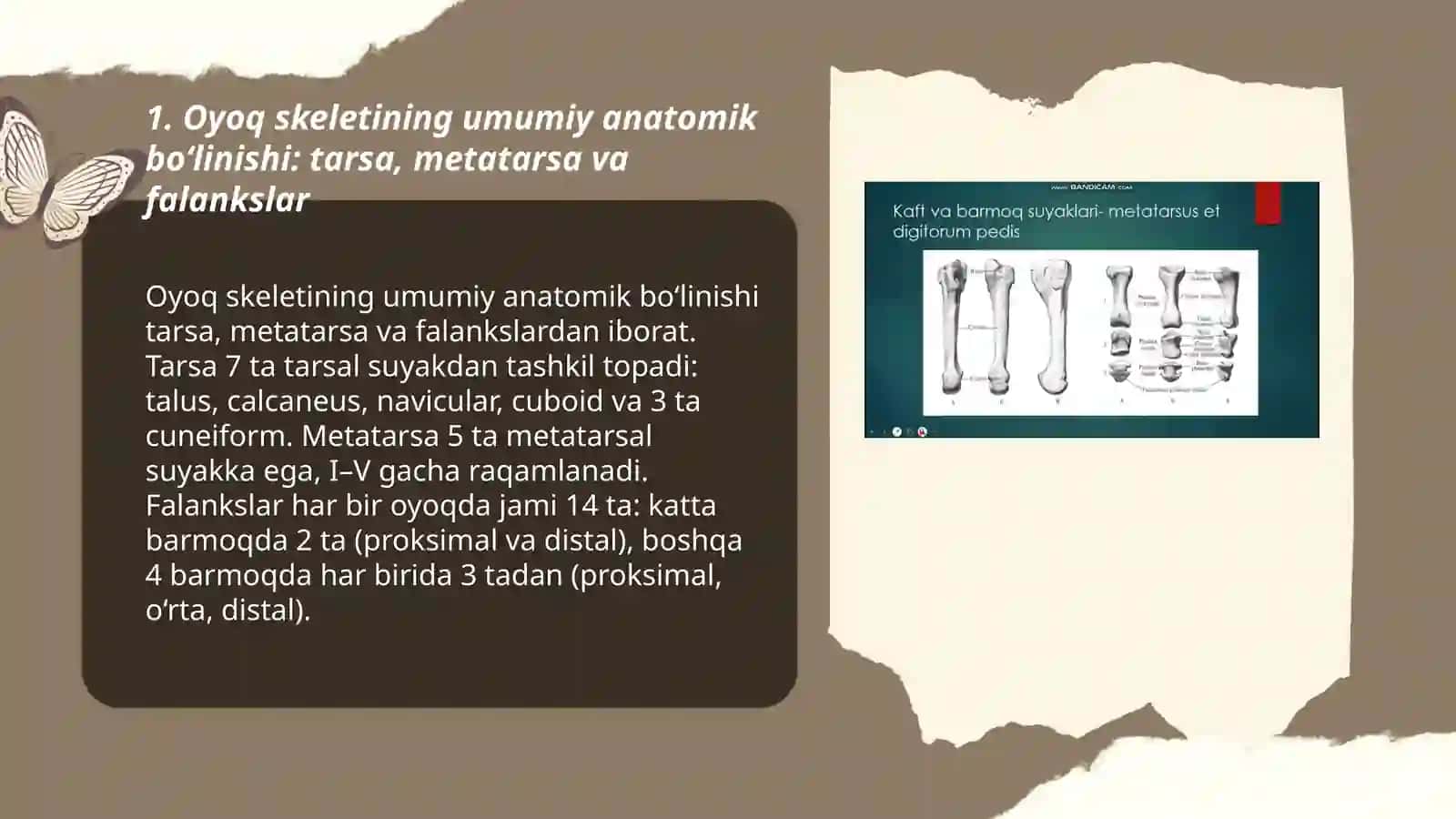 Oyoq skeleti suyagining tuzilishi va birikishi 3