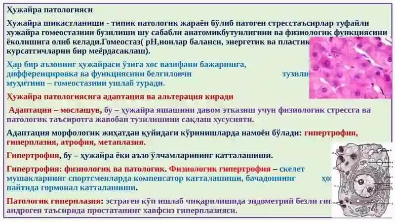 ҲУЖАЙРА ПАТОЛОГИЯСИ, НЕКРОЗ, ҲУЖАЙРАДА МЕТАБОЛИТЛАР ТЎПЛАНИШИ” 3