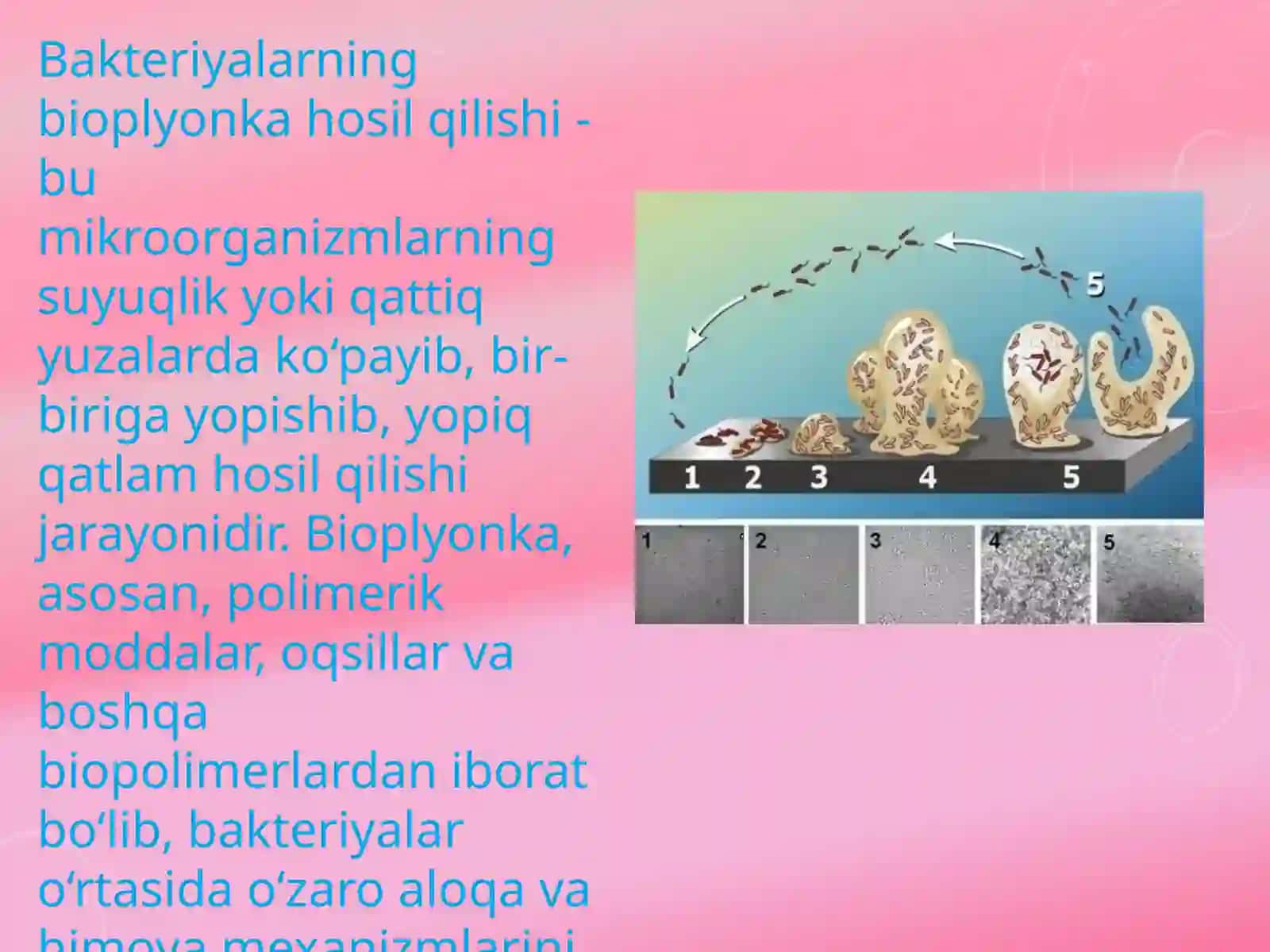 Bakteriyalarning bioplyonka hosil qilishi va uning praktik ahamiyati 3