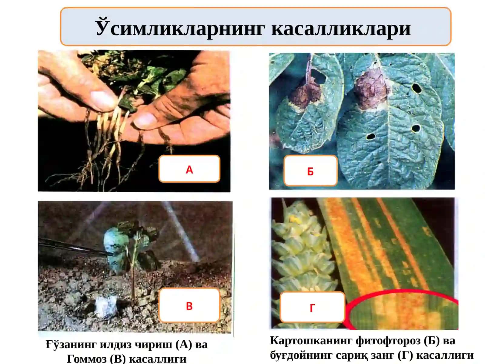 Ўсимликларни ҳимоя қилиш технологияси ва машиналари 3