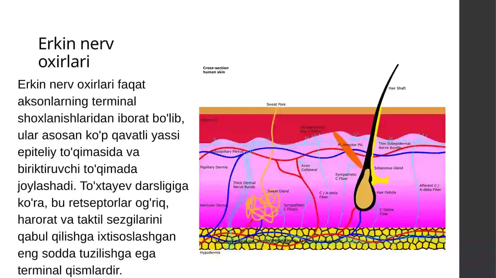 Nerv oxirlari gistologik tuzilishi nerv tomirlari 3