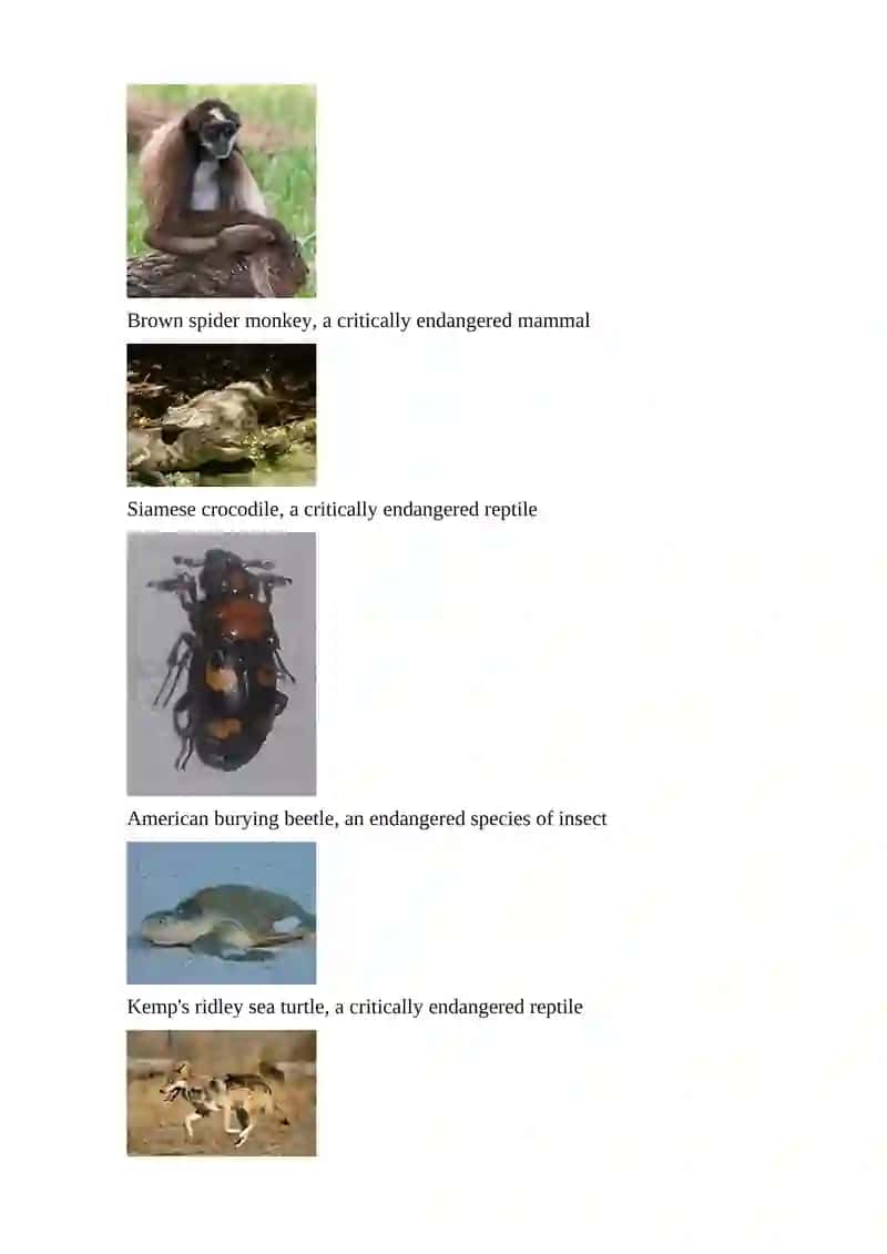 ENDANGERED SPECIES 3