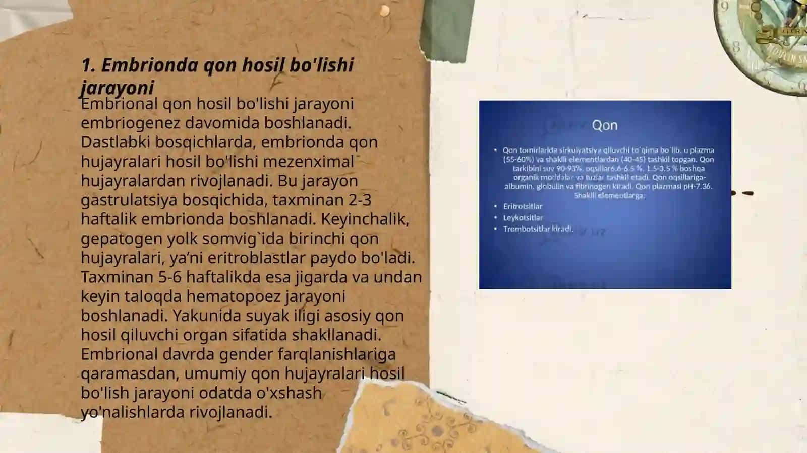 Embrionda qon yaratilishi 3
