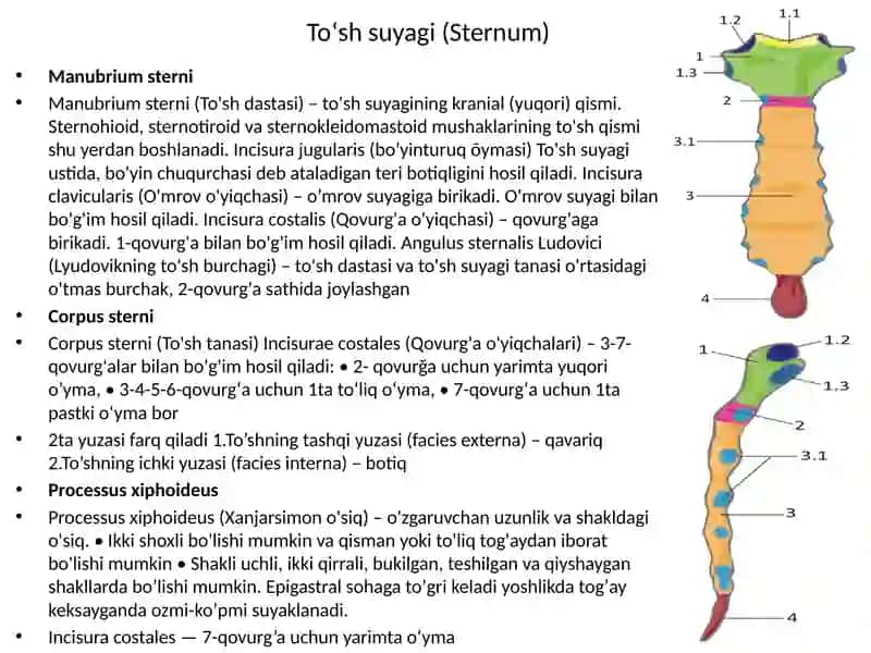 Qovurg’alar to’sh suyagi va ko’krak qafasi.Yelka kamari va qo’l erkin qismi suyakalari: tuzilishi, yoshga doir xususiyatlari 3