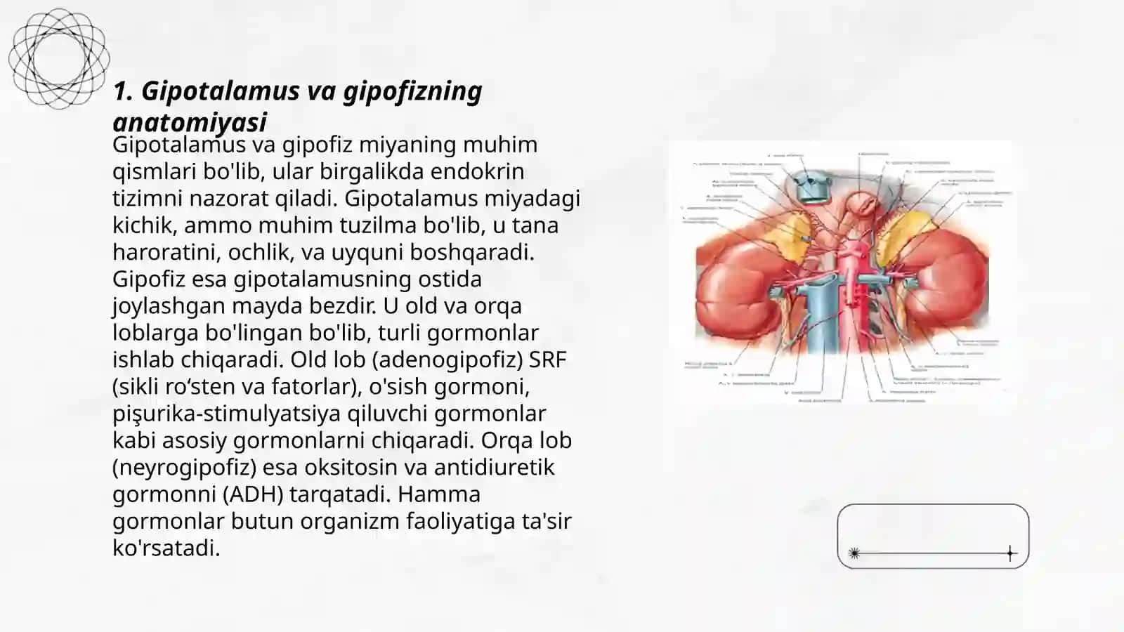 Endokrin bezlar fiziologiyasi 3