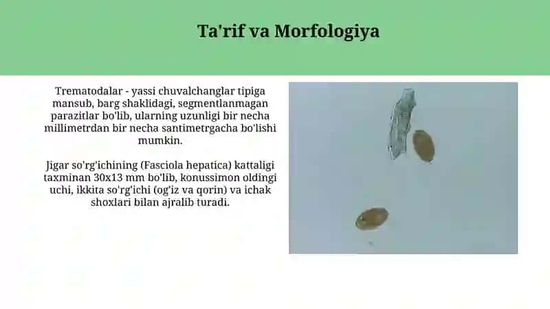 Trematodalar: Ta'rif, Morfologiya va Hayot Tsikli 3