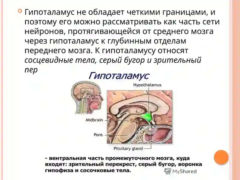 Ядра гипоталамуса и их клиническое значение 3