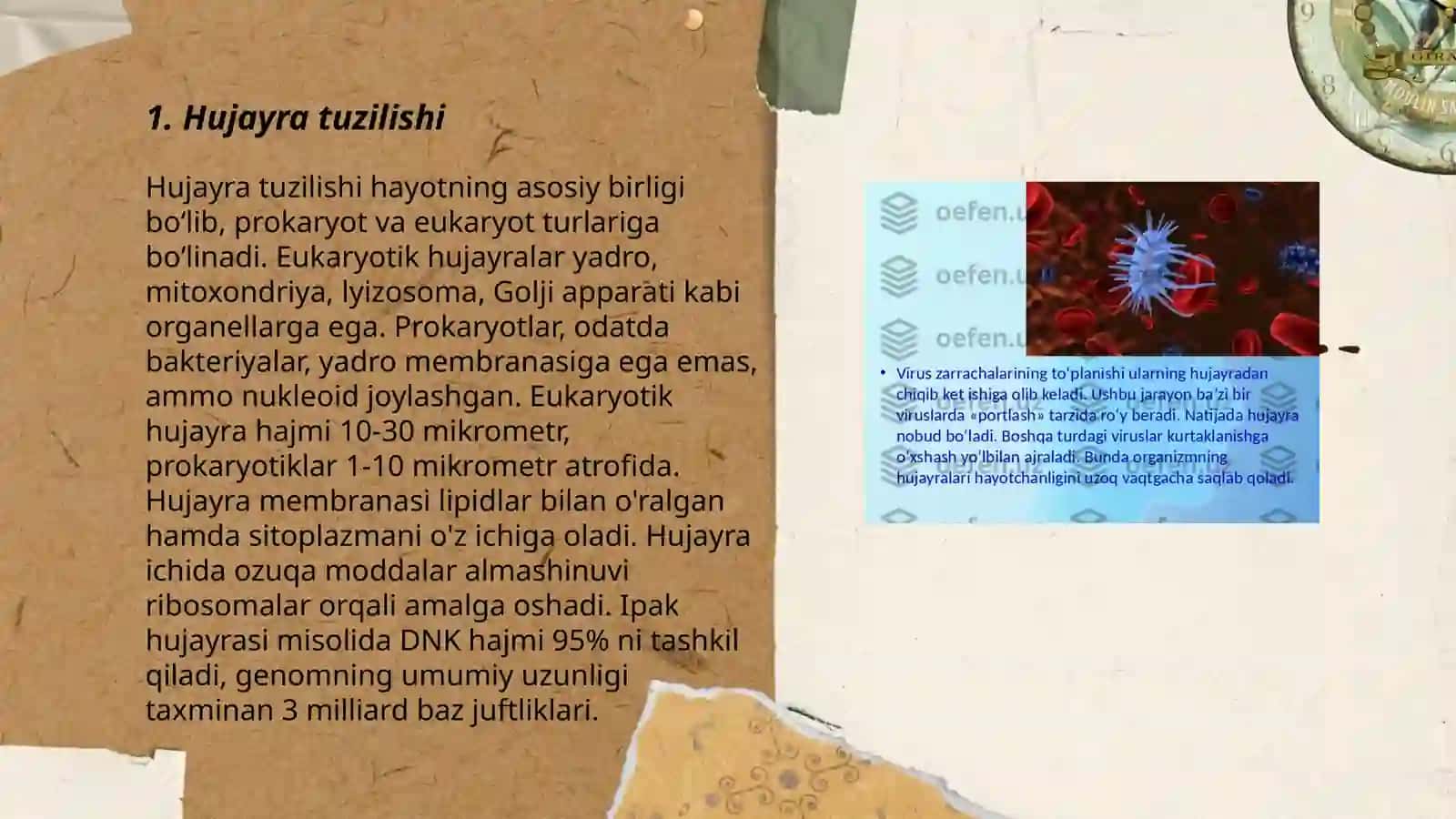 Hujayra tiplari 3