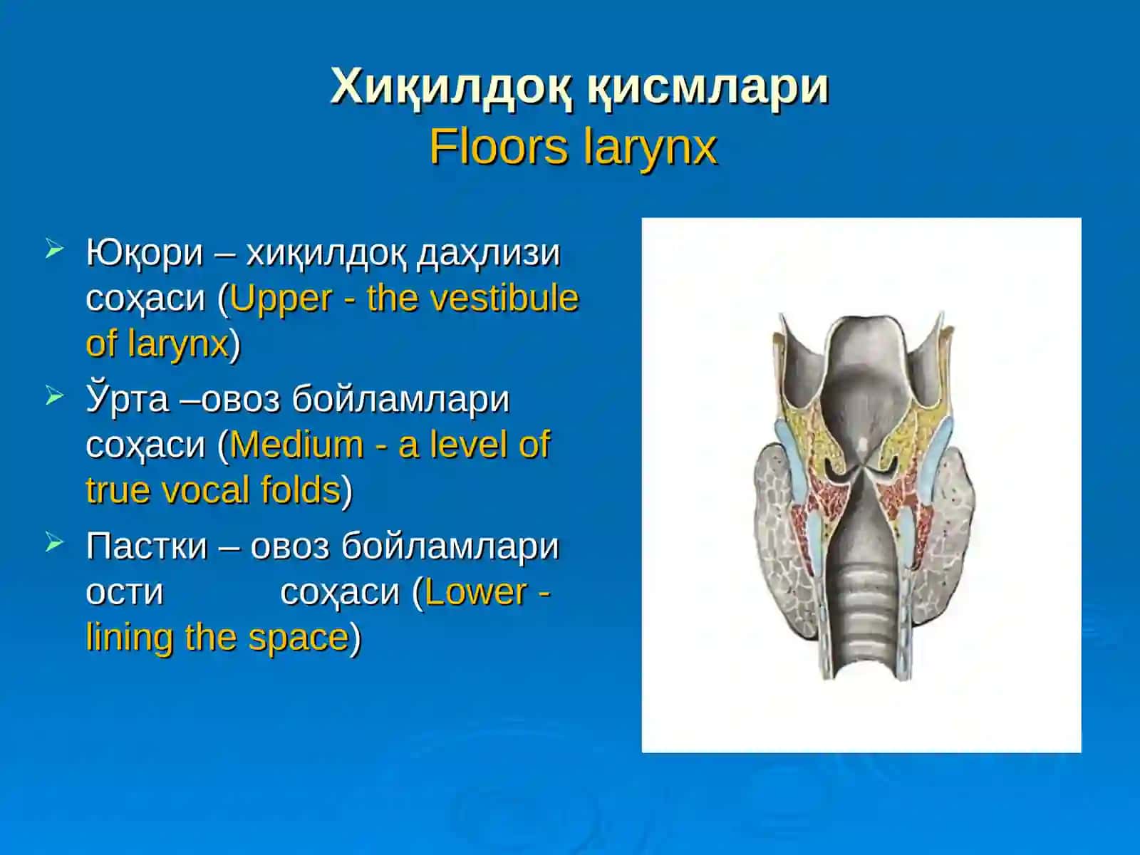 ҲИҚИЛДОҚНИНГ ЎТКИР ВА СУРУНКАЛИ КАСАЛЛИКЛАРИACUTE AND CHRONIC DISEASES OF LARYNX 3