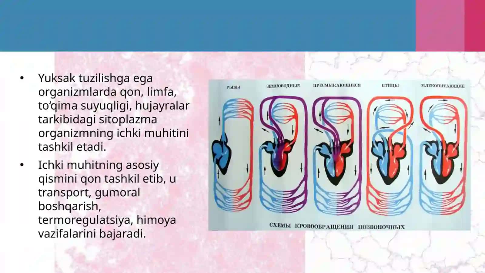 11-sinf Biologiyadan dars ishlanma. Hayvonlarning qon aylanish organlari evolutsiyasi 3