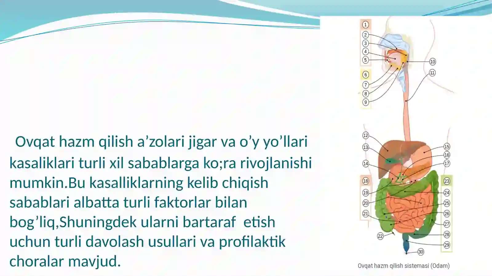 OVQAT XAZM QILISH A’ZOLARI,JIGAR VA O’T YO’LLARI KASALLIKLARINING KELIB CHIQISH SABABLARI VA ULARNI BARTARAF ETISH CHORALARI 3