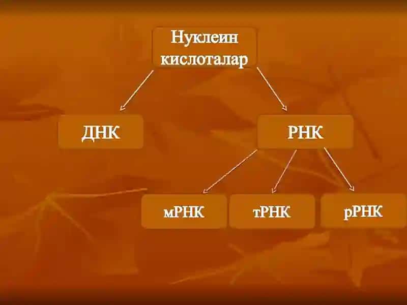 Нуклеин кислоталар 3