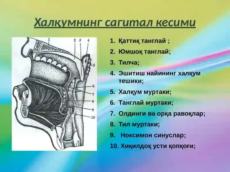 ХАЛКУМНИКЛИНИК АНАТОМИЯСИ 3
