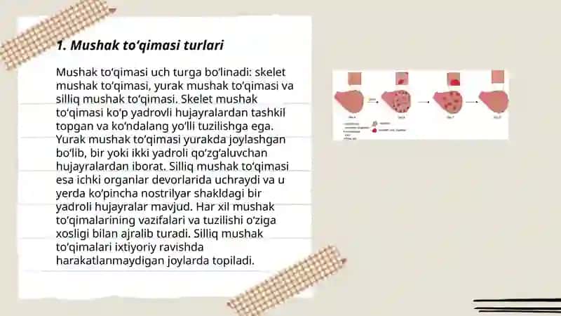 Mushak toʻqimasi 3