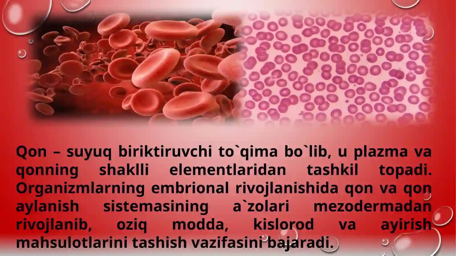 HAYVONLARNING QON AYLANISH ORGANLARI EVOLYUTSIYASI 3