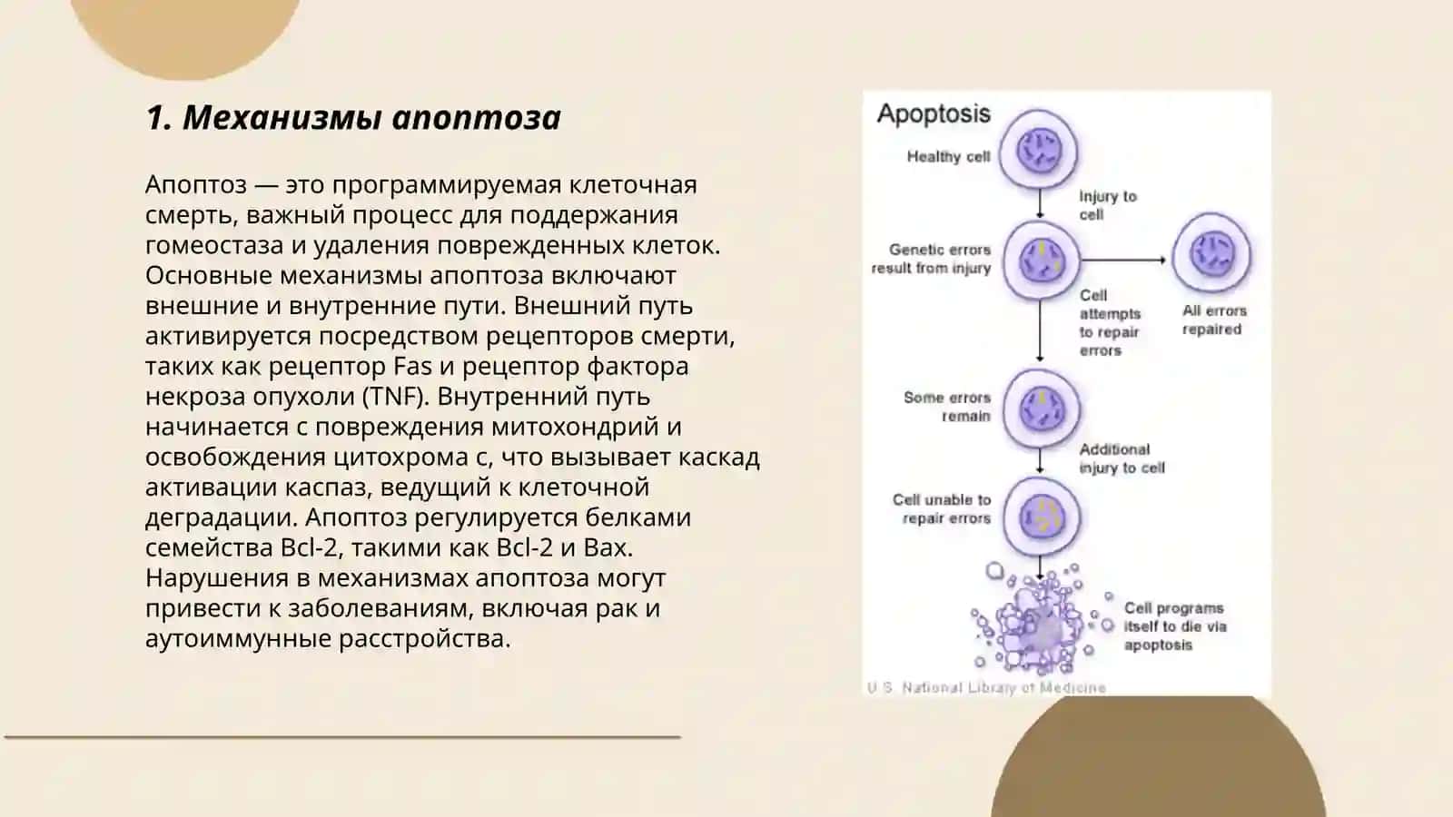 Aпоптоз клеток и его гистологическое значение 3