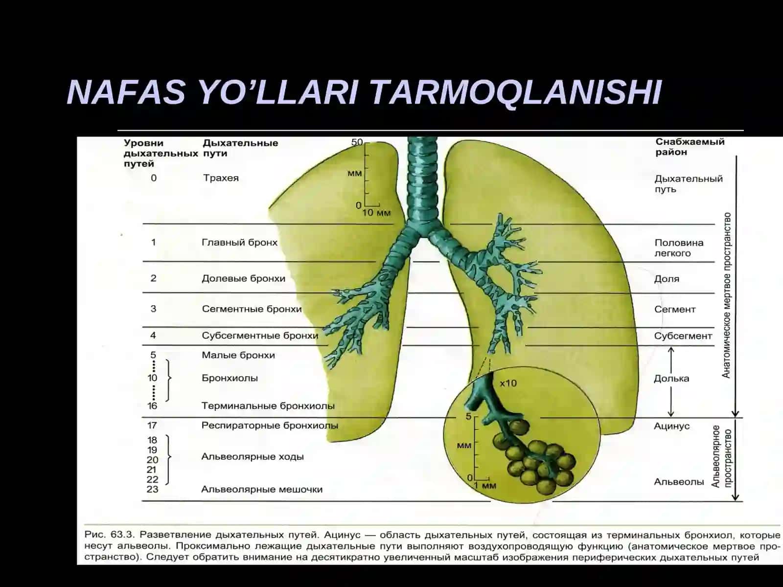 NAFAS TIZIMI FIZIOLOGIYASI 3