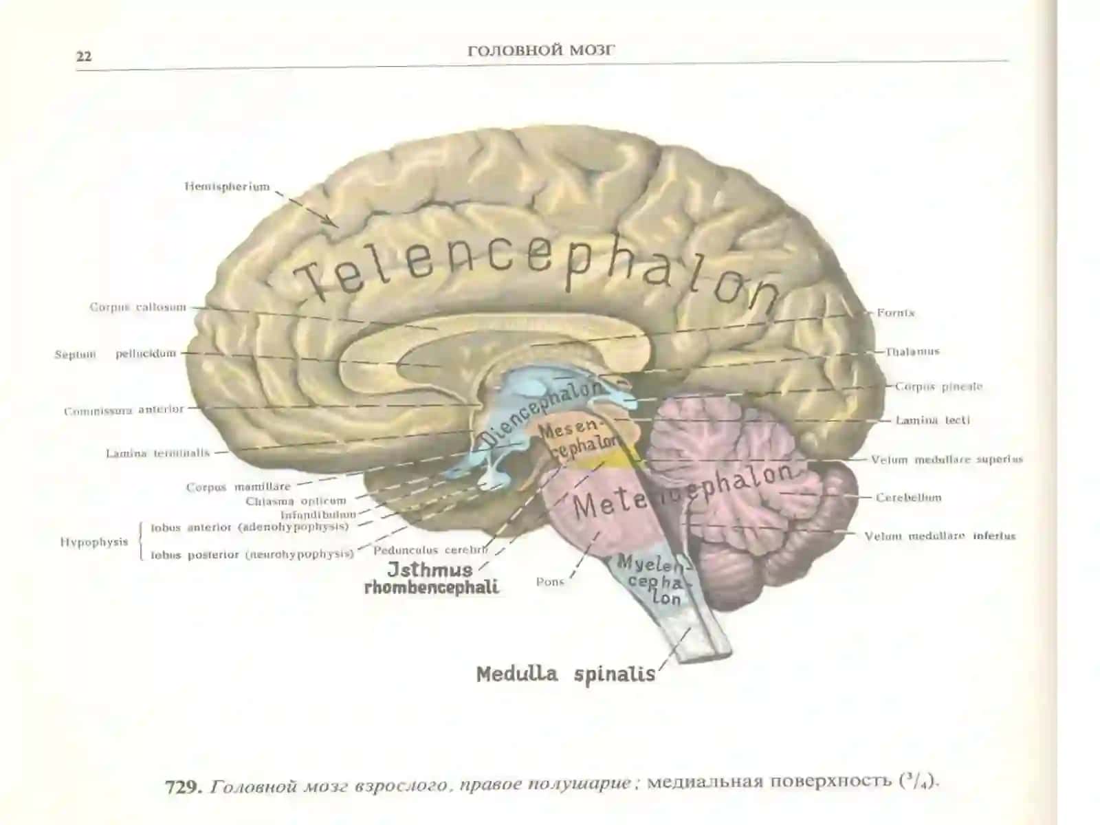 Мия устуни: анатомияси, физиологияси, патологияси 3