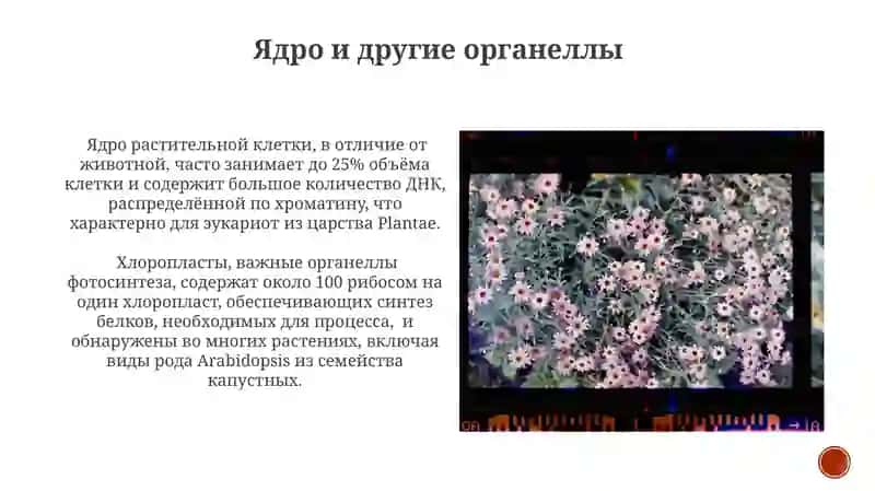 Растительная клетка 3