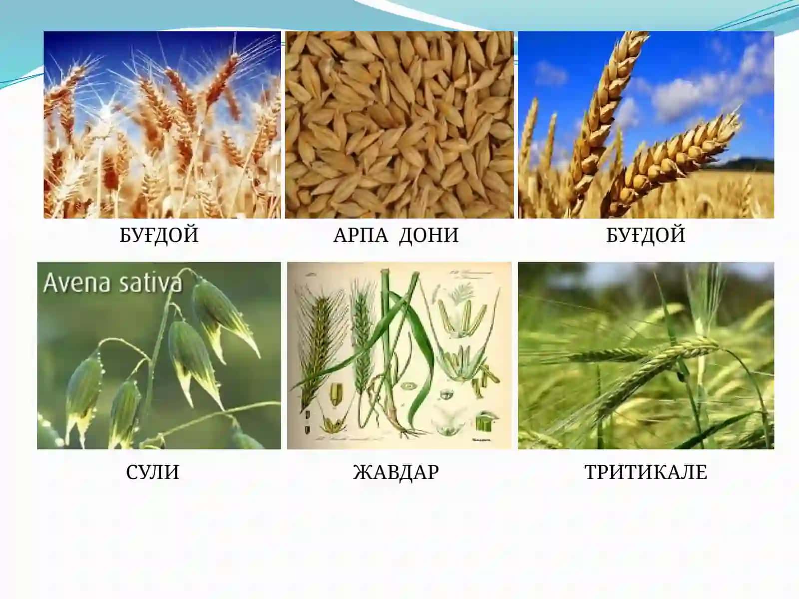 ДОНЛИ ЭКИНЛАРНИНГ МОРФОЛОГИЯСИ 3