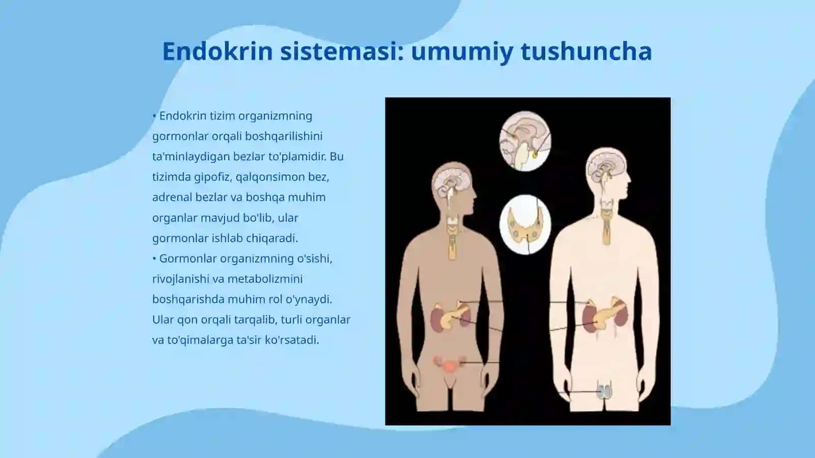 Endokrin sistemasi anatomiyasi vazifasi va yoshga doir ozgarishlari 3