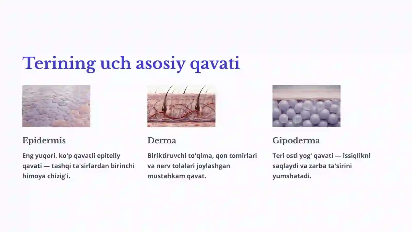 Terining tuzilishi va funksiyasi 3