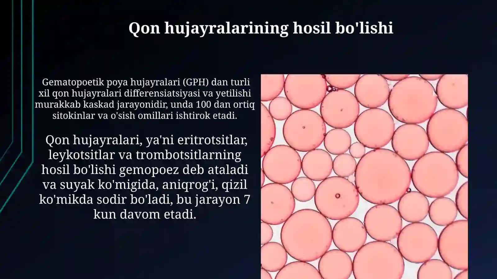 Suyak iligi 3