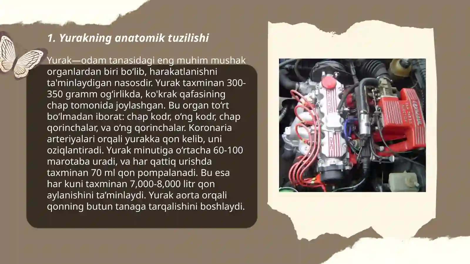 Yurak tuzilishi,yurakning o'tkazuv sistemasi 3