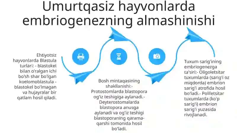 Umurtqali Va Umurtqasiz Hayvonlar Misolida Embriogenezning Almashinib Turishi 3