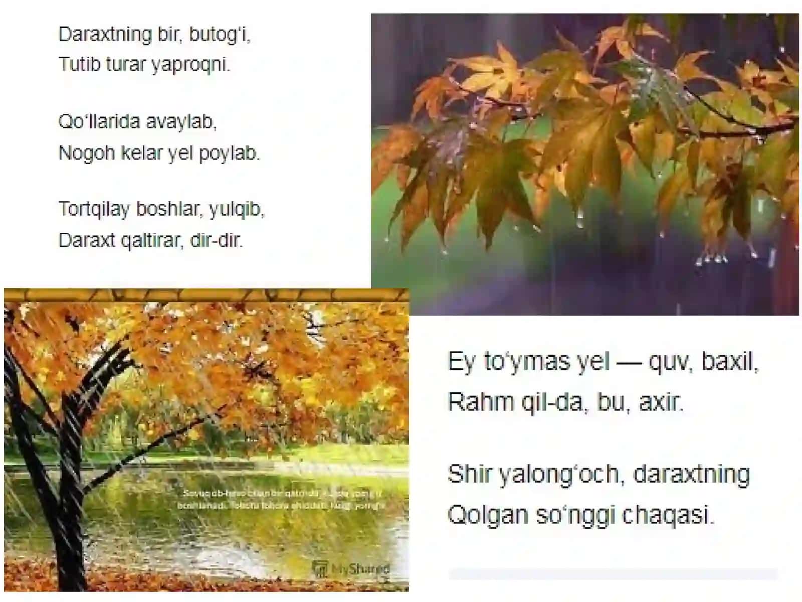 Ko‘k arg‘umoq 3
