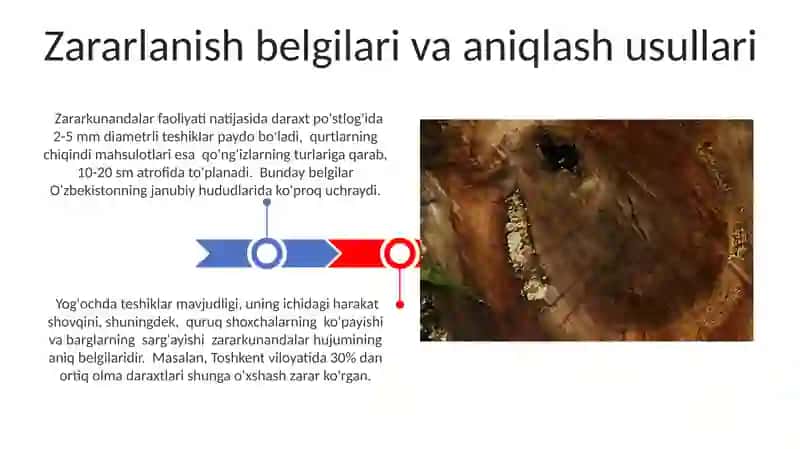 Ksilofag hasharotlar 3