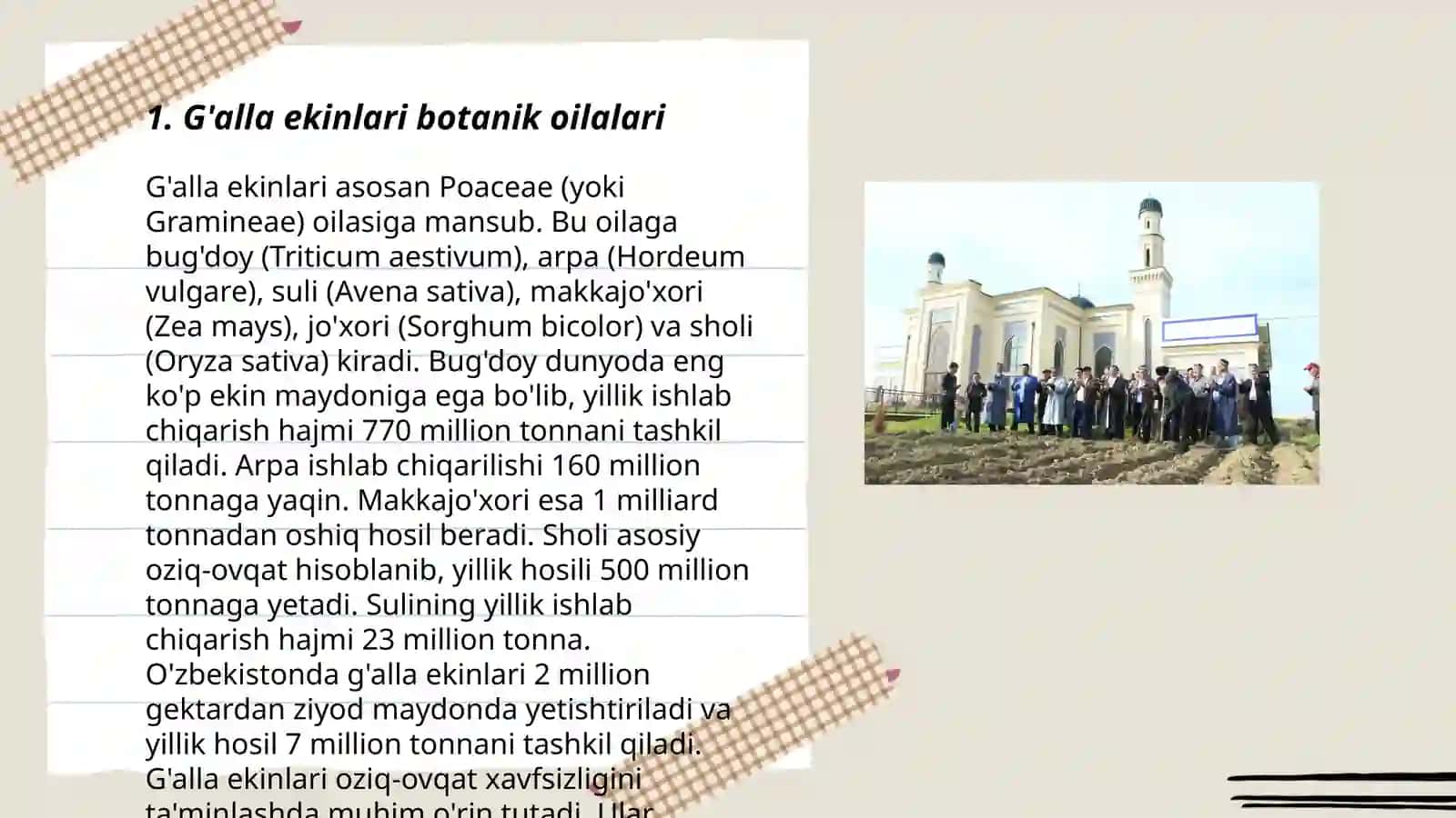 No'xat (Pisum sativum) kelib chiqishi va tavsifi 3