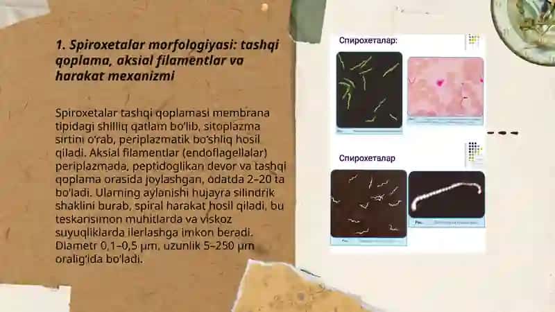 Mikroorganizmlar morfologiyasini o‘ziga xosligi 3