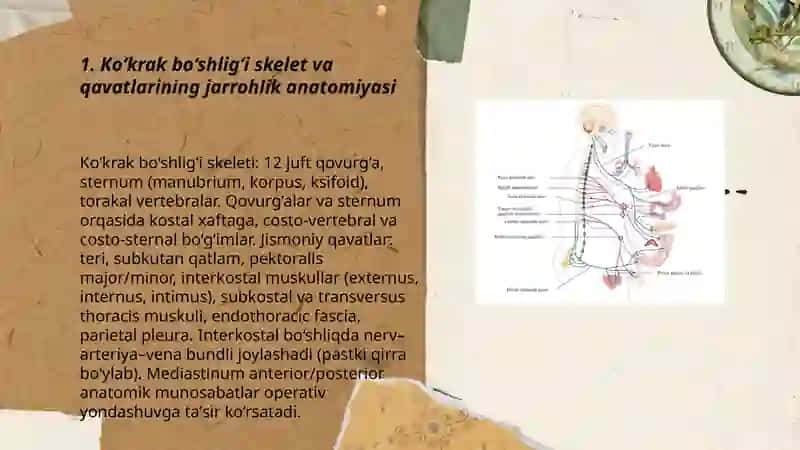 Ko‘krak bo‘shlig‘i a’zolarining jarrohlik anatomiyasi 3