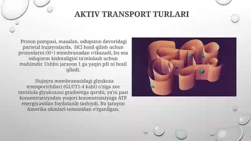 Hujayra membranasi uning nozik tuzilishi va hijayraga maddalarning kirishi 3