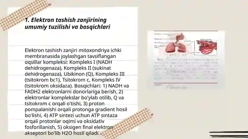 Nafas olish zanjiri.Makroenergatik birikmalaming sintezi 3