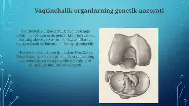 Vaqtinchalik Organlarning Hosil bo'lishi 3
