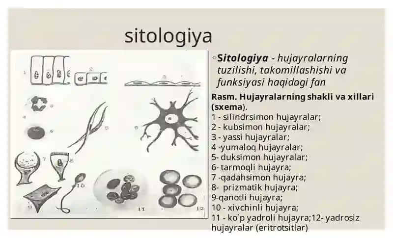 Sitologiya hujayra organoidlari. Kiritma. Yadro. Hujayra sikli. 3