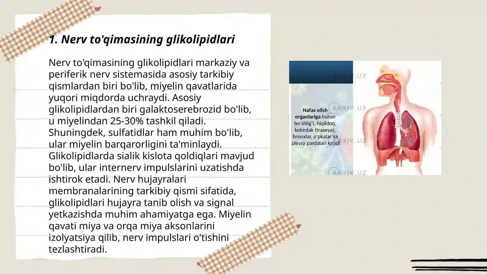 Nerv to'qimasining asosiy glikolipidlari 3