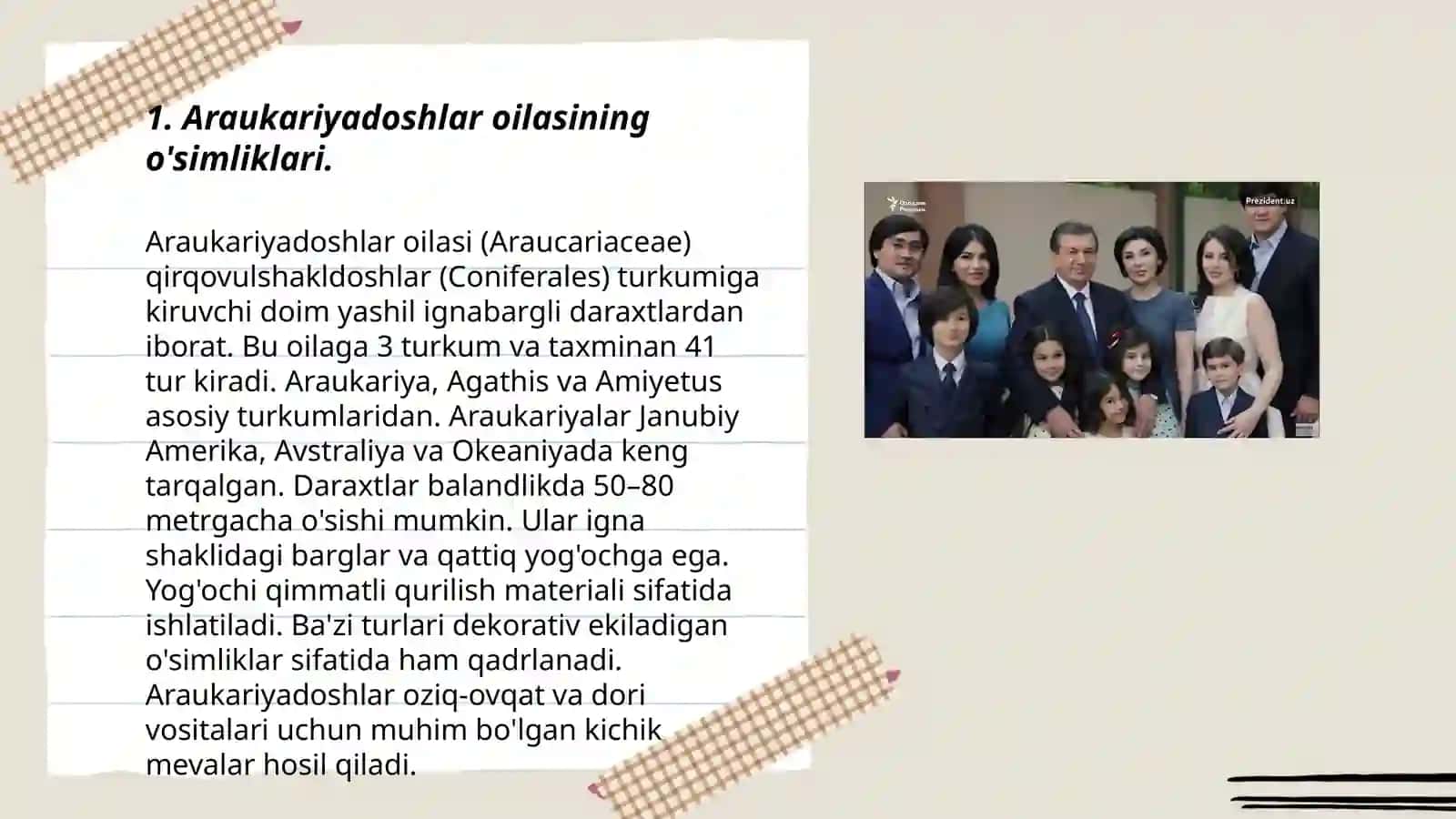 Araukariyadoshlar oilasi 3