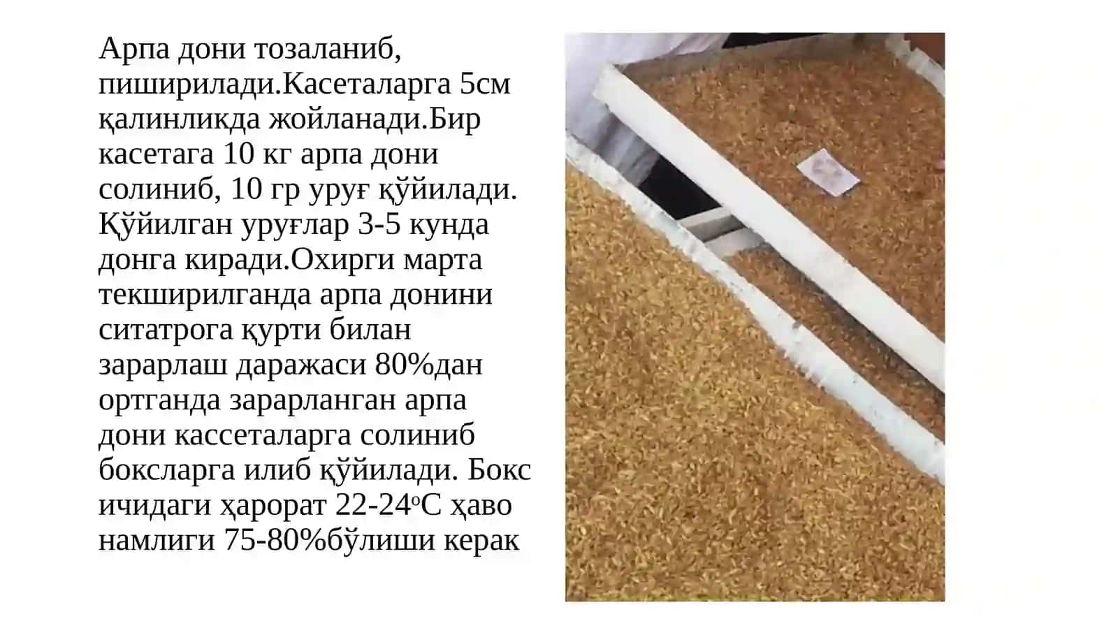 Бракон кўпайтириш технологияси 3