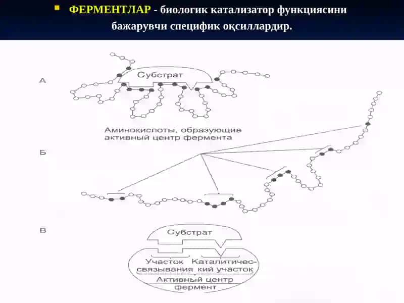 Ферментларнинг Тузилишихоссалари ва Организмдаги Роль 3