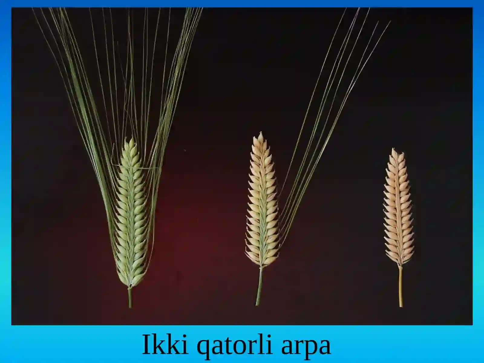Arpa biologiyasi va yetishtirish texnologiyasi 3
