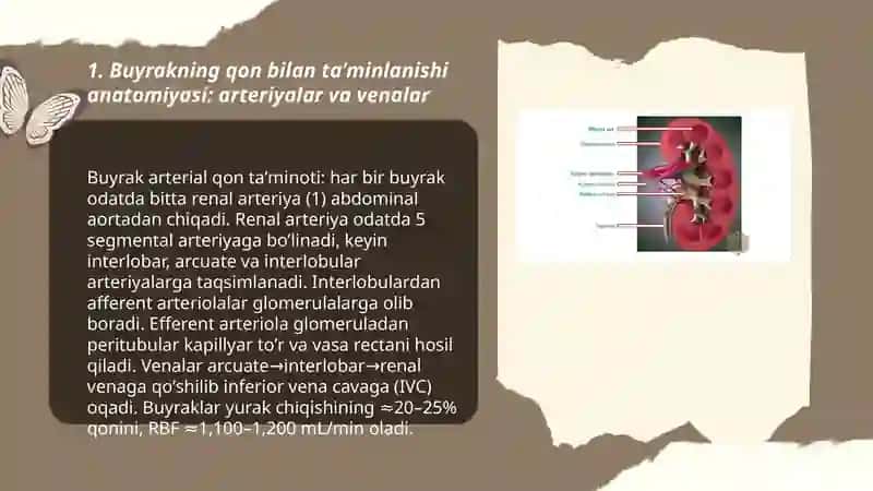 Buyraklarni qon bilan taʼminlanishi filtratsiya sekretsiya reobsorbsiya 3