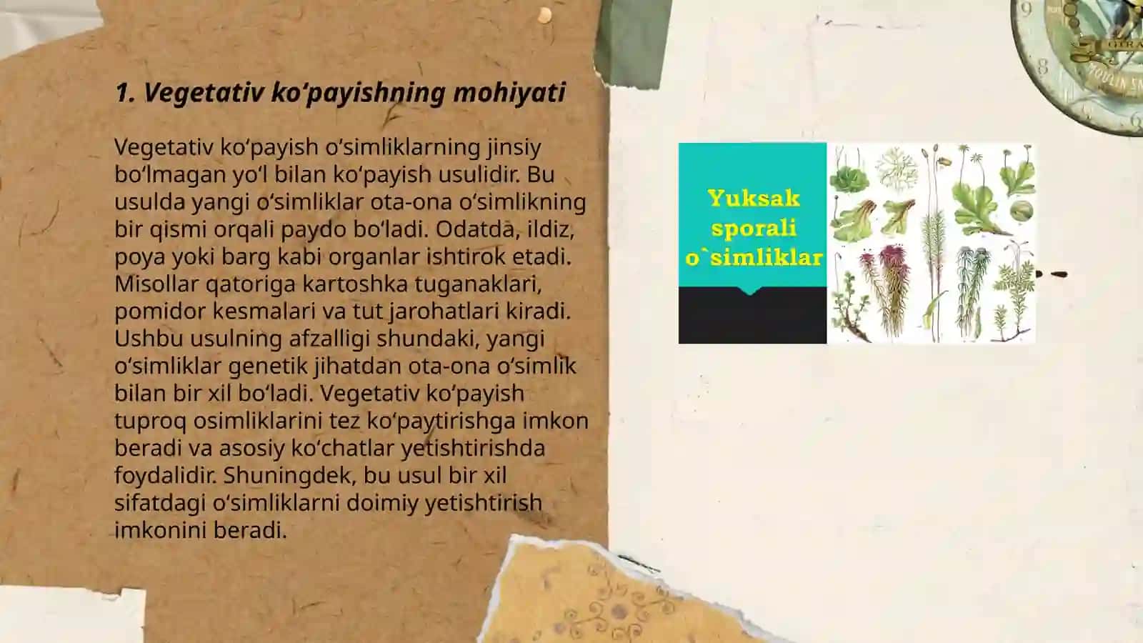 Oʻsimliklarning vegetativ koʻpayishi 3