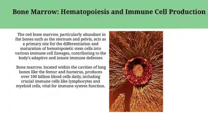 Lymphatic and immune system anatomy 3