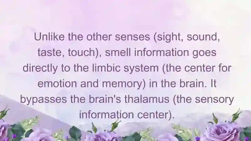Smell and memory. Pptx 3